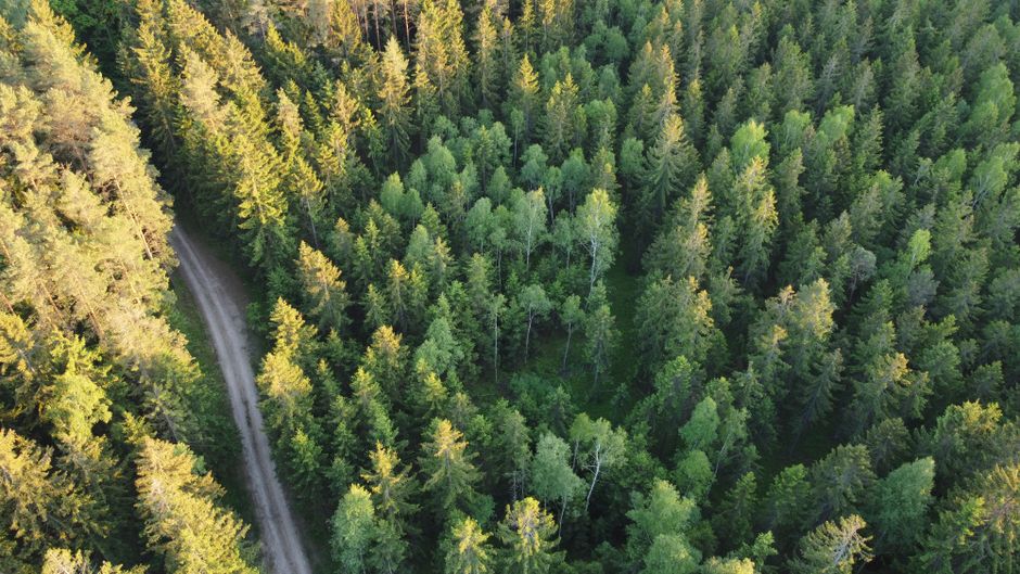 Drone shot of a dense green forest with a winding dirt road beneath.